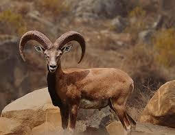 Climbers on Deosei Plateau  Tour
